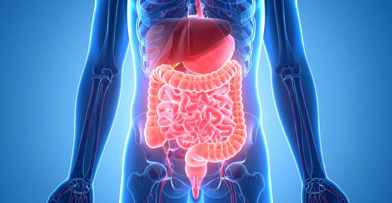 ¿Cómo restauramos el sistema digestivo después del uso de Antibióticos?